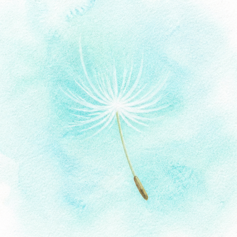 綿毛の水彩画